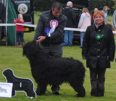 Gresty winning best in show at the Briard Association Ch Sh. 2012