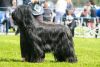 Champion Champion Gilcoru Fortant D'Brie 