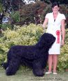CIE, French & UK Champion  CH. Forte Negro at Gilcoru Duovarius  (Imp Pol)