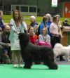 Champion Champion Gilcoru Irroy D'Brie 