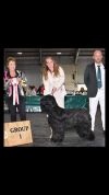 Ch Gilcoru World D'Brie at Arrowflec 