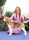 Champion  Ch. Gilcoru Stifler 