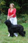 Irish Champion IR. CH Gilcoru Merdoc D'Brie at Rozimba  