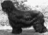 Champion CH Gilcoru Ghost D'Brie at Bourntwyn  